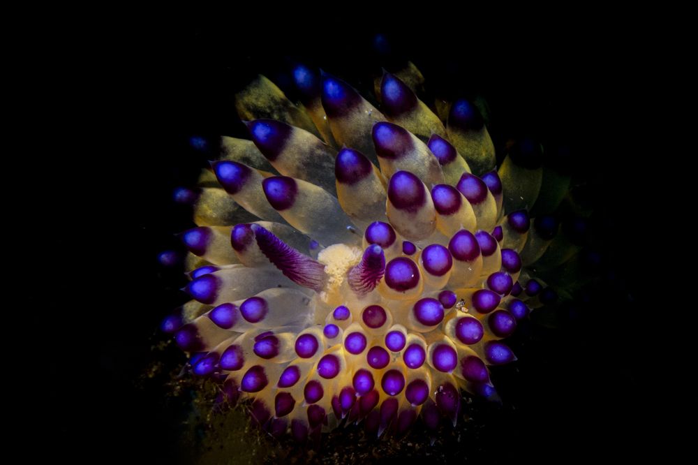 Nudibranquios de Indonesia