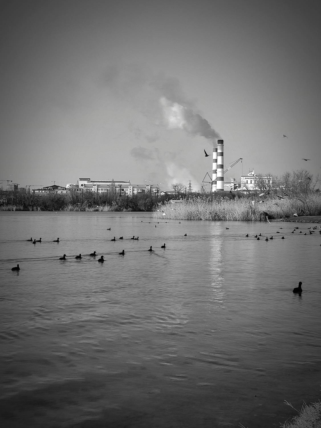 Photo #11860196