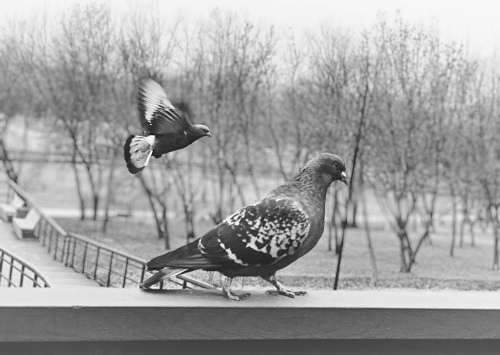 Photograph by Елена Чулюнина