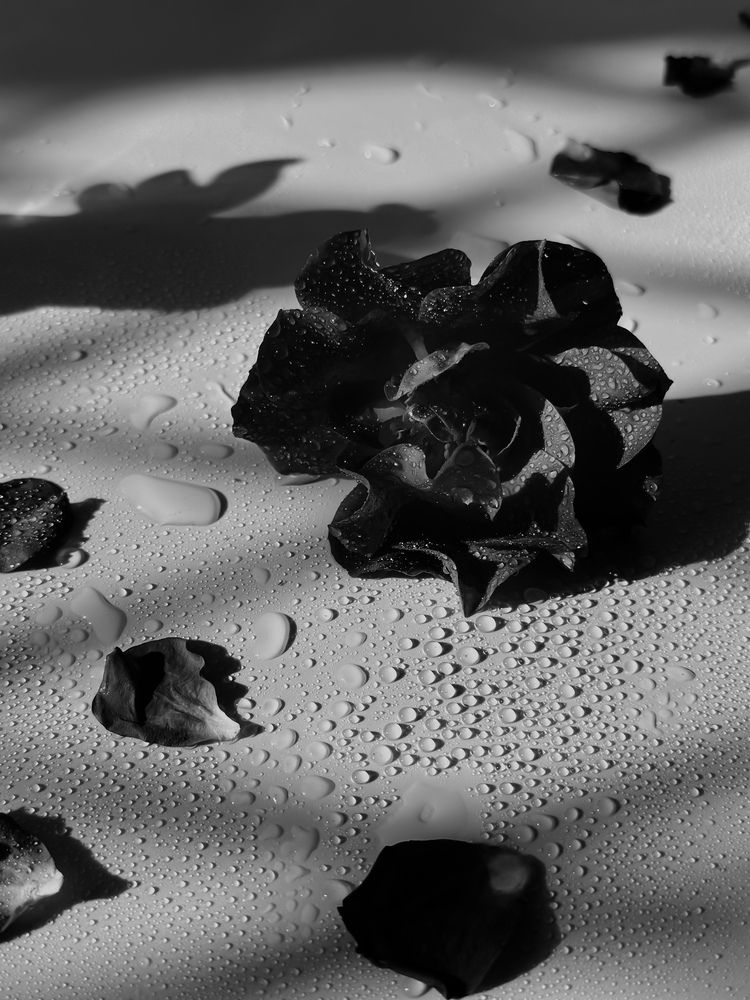 Photograph by Соколова Виктория