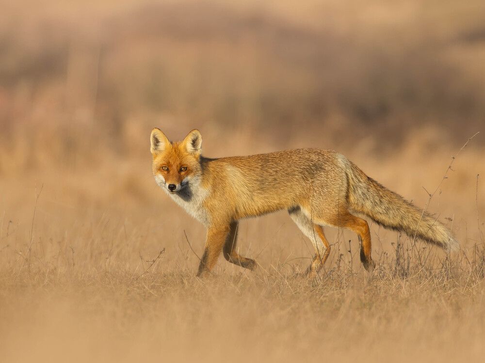 Фотография автора Sebastian Popa