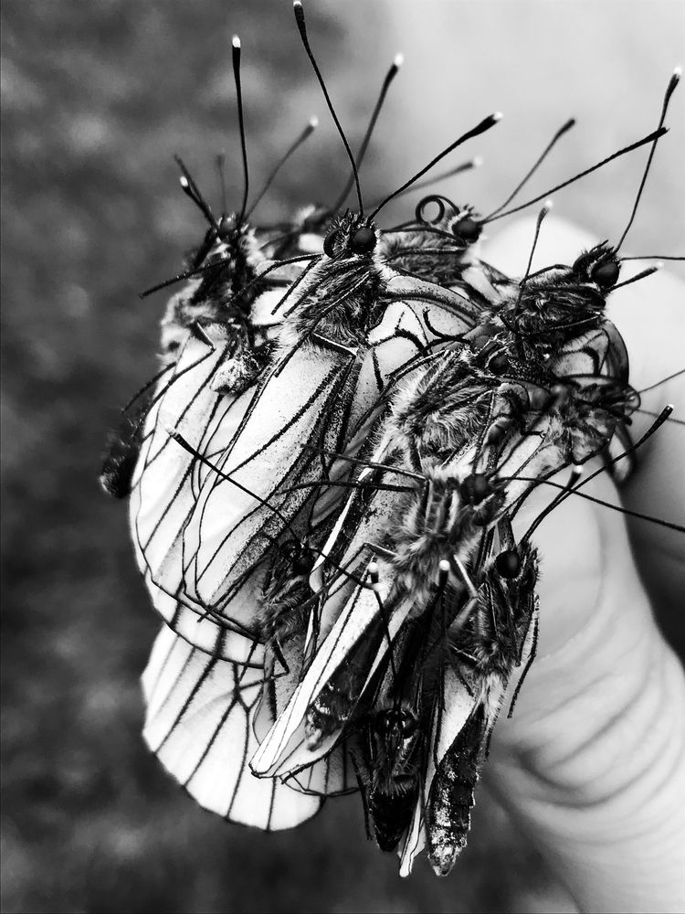 Photograph by Ольга Брусянина