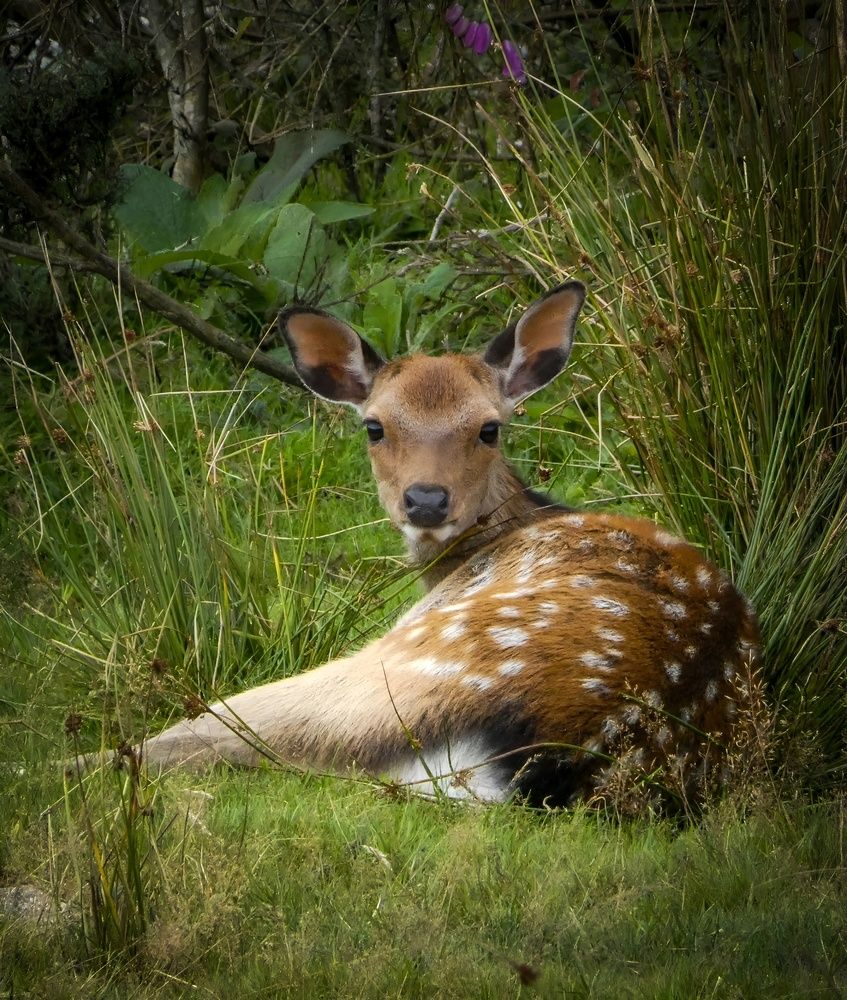 Фотография автора Michael Gault