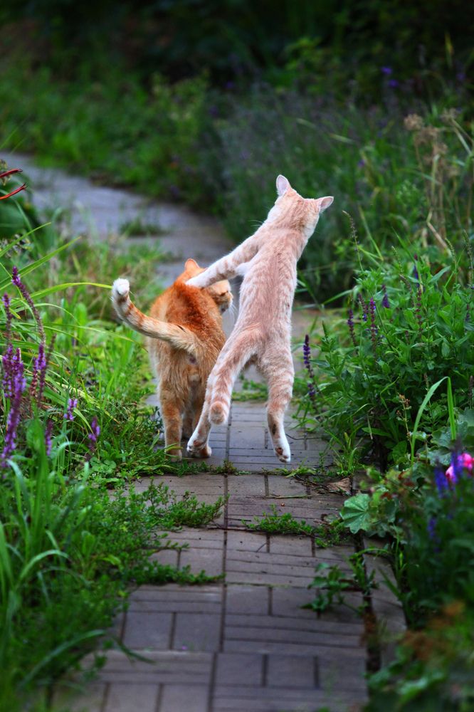 Котаны-друганы