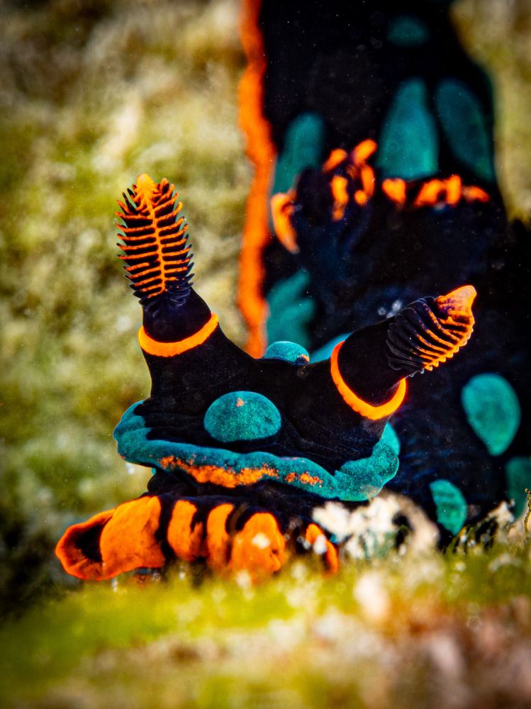 Photograph by Alexander Plakida