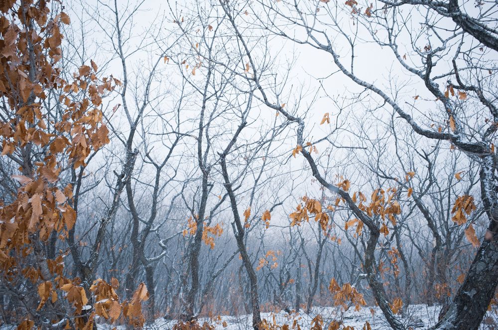 Photograph by Коротков Евгений