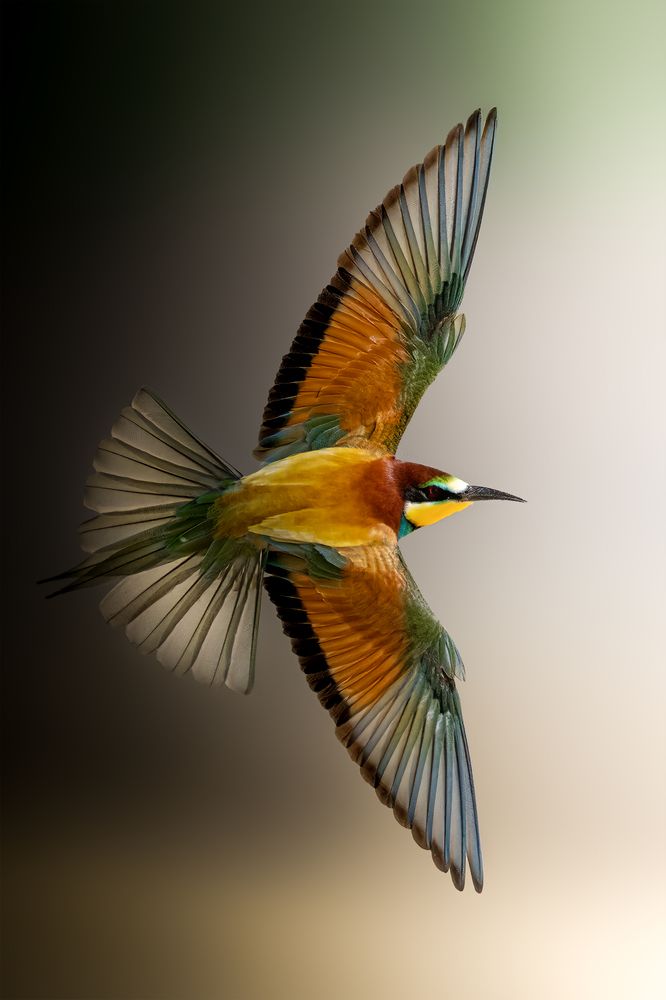 Фотография автора sherif Abdallah