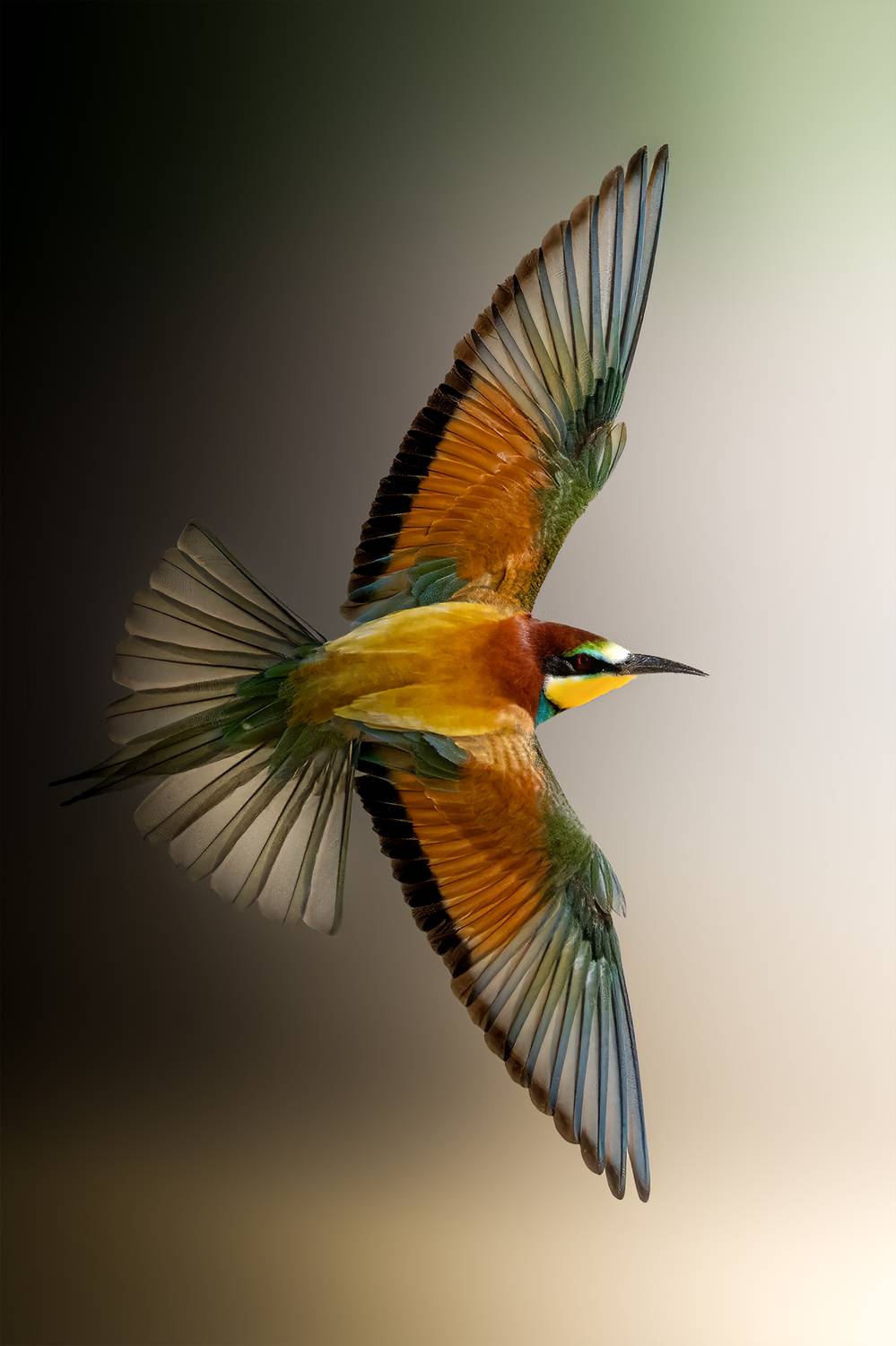 Фотография #11860767