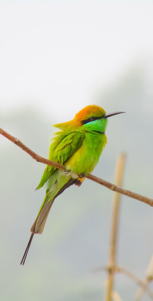 Portrait of Bee-Eater