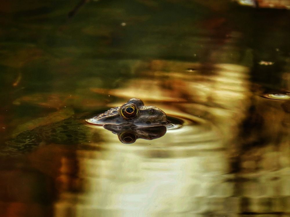 Фотография автора Екатерина Солохина