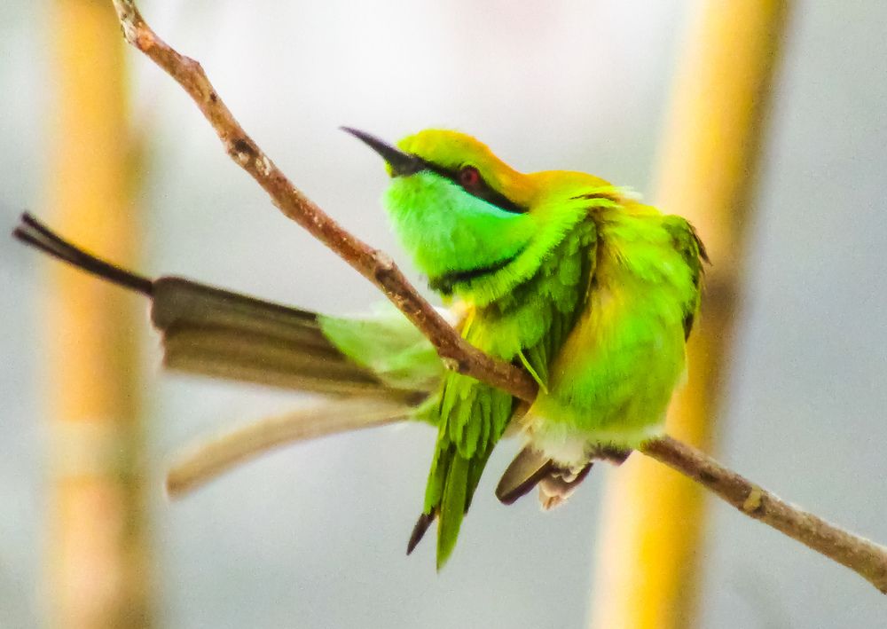 Photograph by Abul Bashar