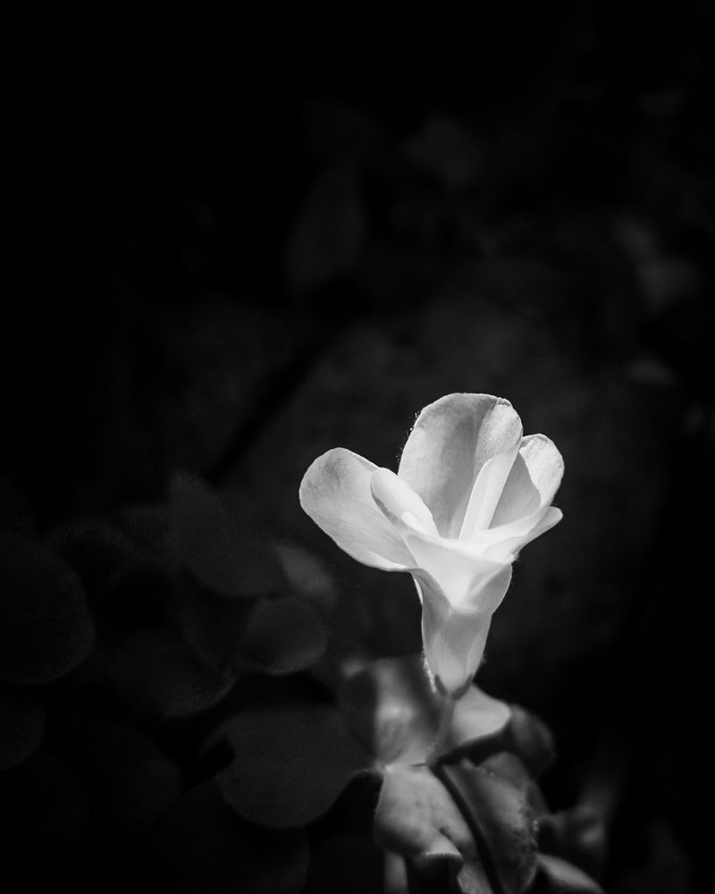 Photograph by SUZUKI Kazumichi