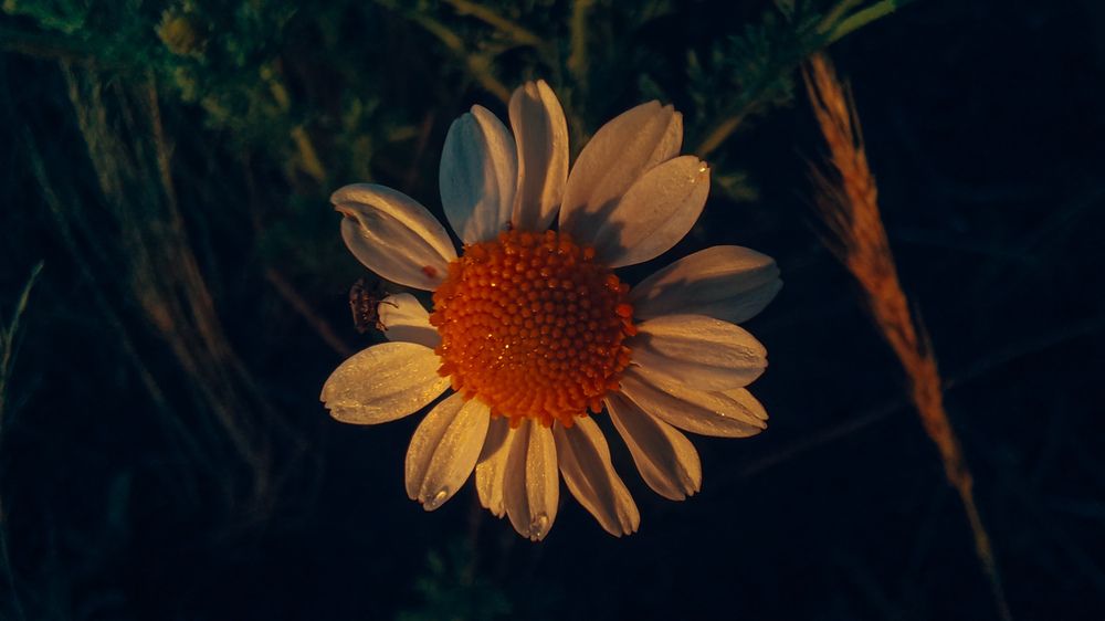 Flor del sol