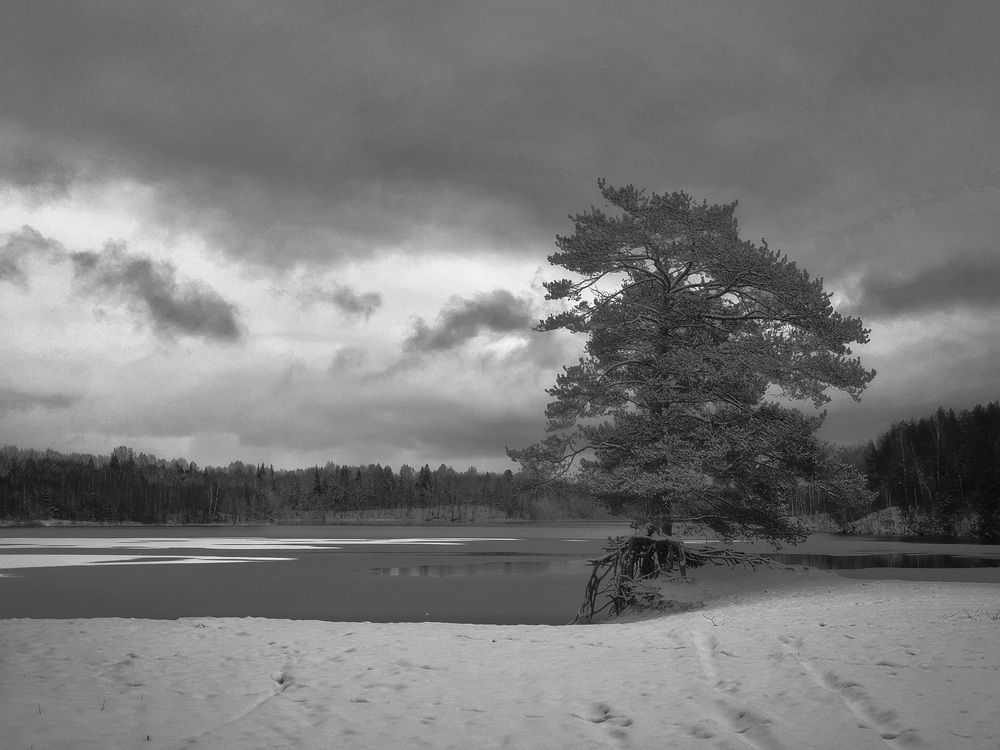 Одинокое дерево