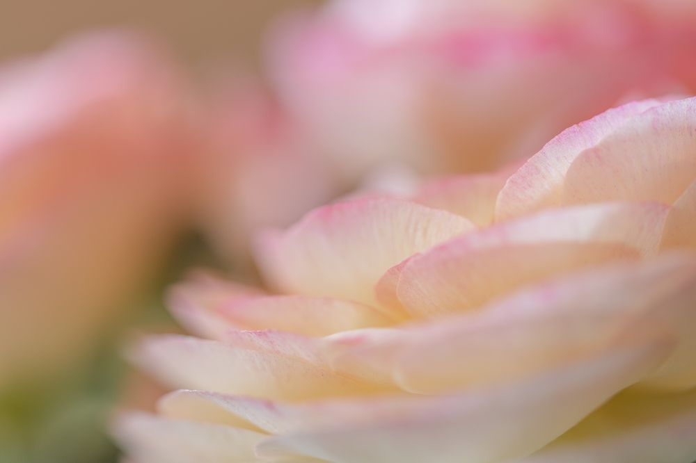 Photograph by van Winden Clarina