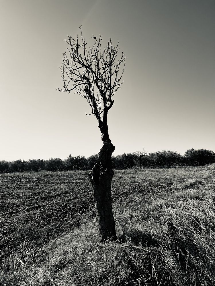 Anna K.