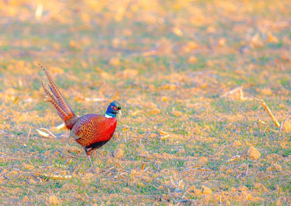 Фотография автора Cruceru Valerian