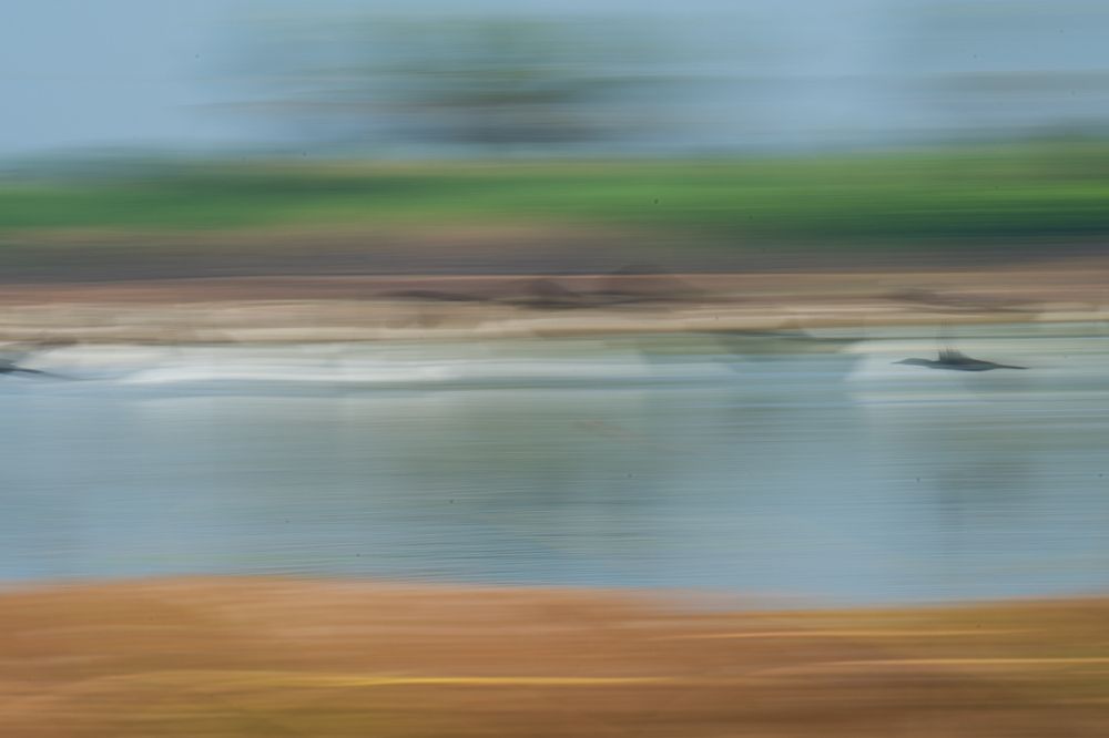 Wetlands - In a creative perspective