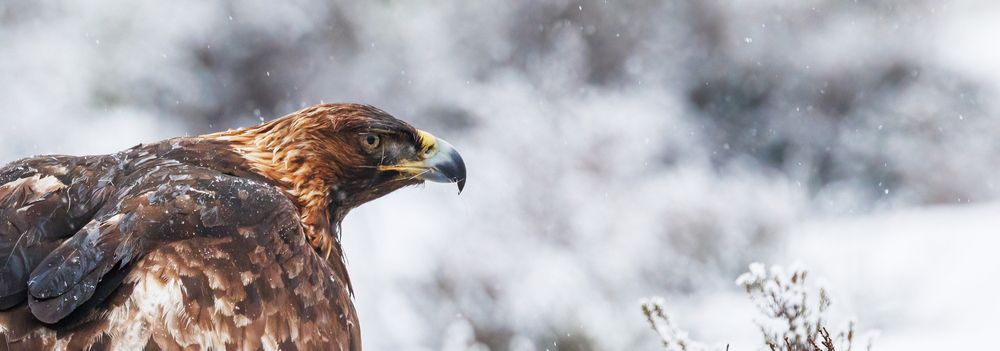 Photograph by Chris Brain