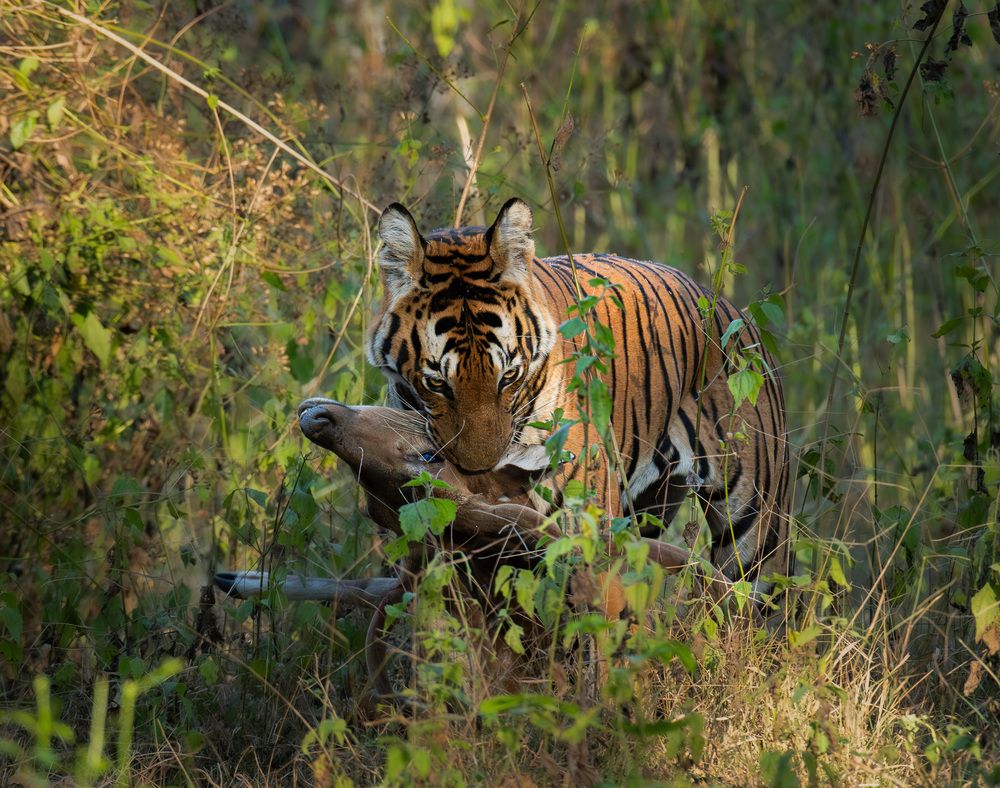 Фотография автора Anandhu M