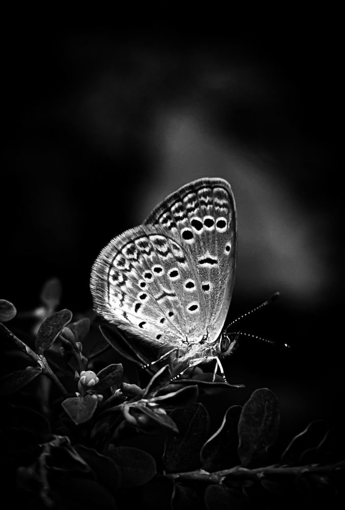 Photograph by SARAVANA MANICKAM