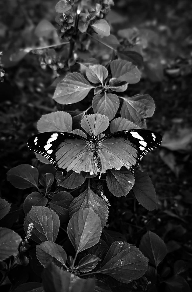 Photograph by SARAVANA MANICKAM