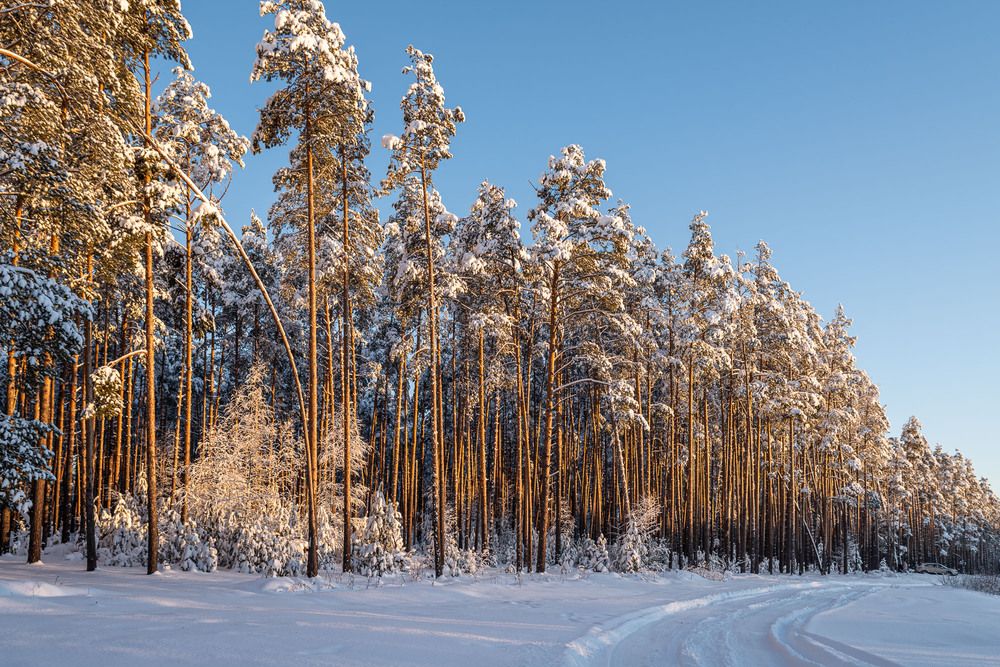 Ванильная зима