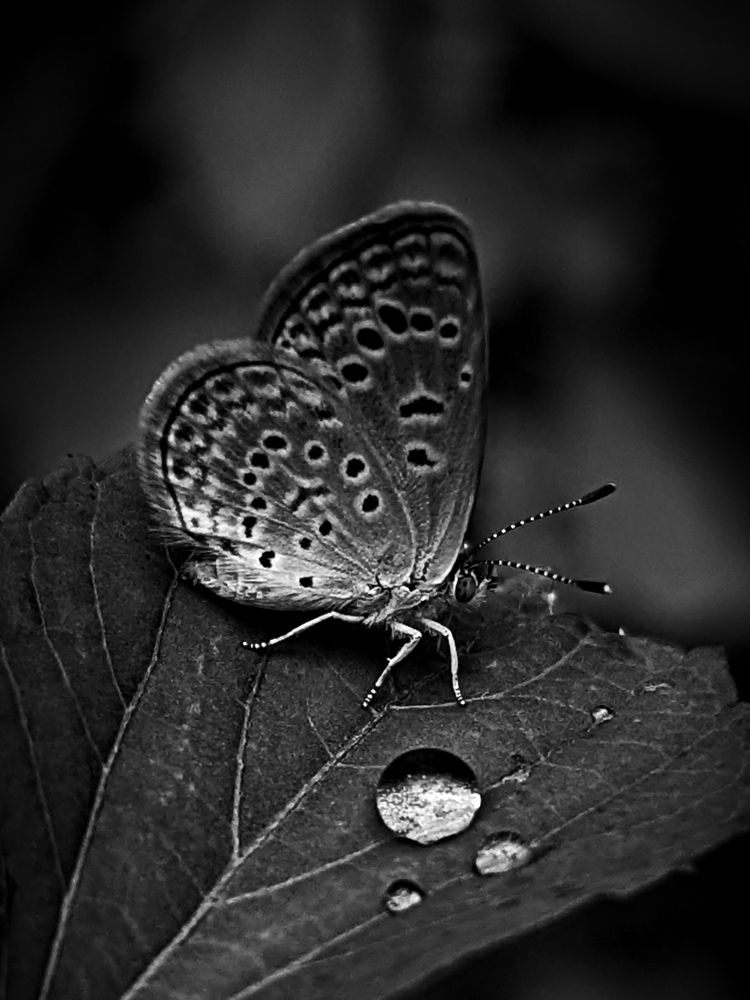 Photograph by SARAVANA MANICKAM