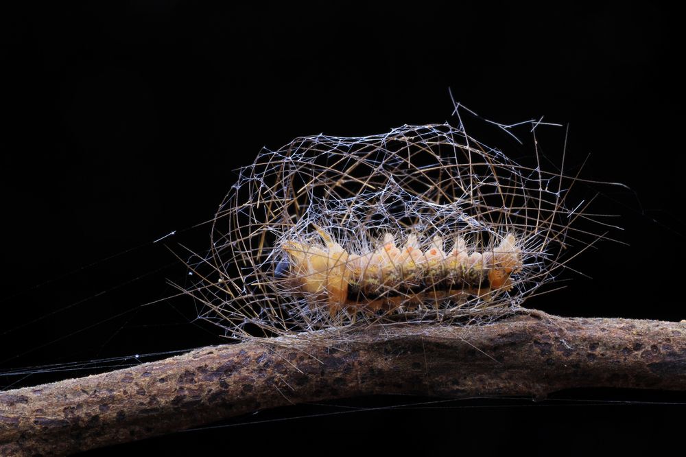 Photograph by Yulianto Pongge