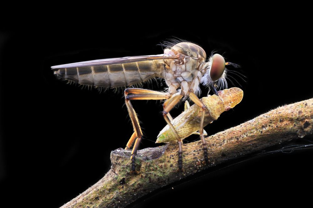 Photograph by Yulianto Pongge