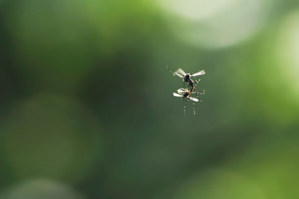 Photograph by Yulianto Pongge