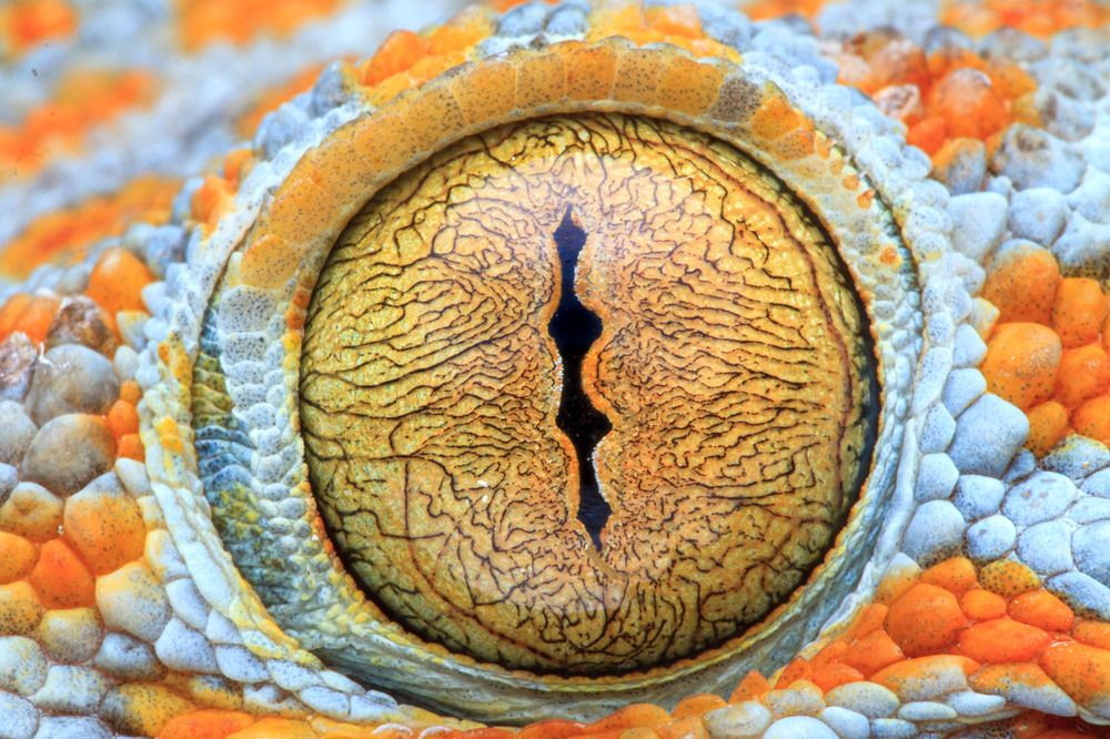 Photograph by Yulianto Pongge