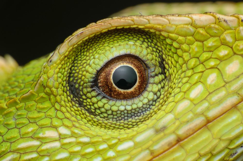 Photograph by Yulianto Pongge