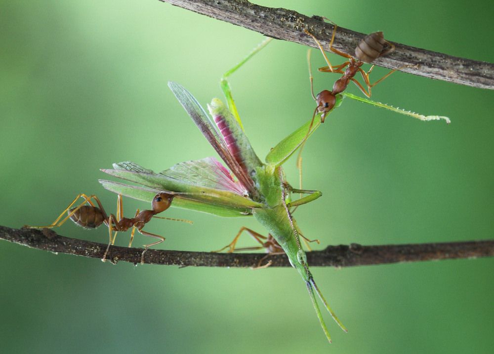 Photograph by Yulianto Pongge