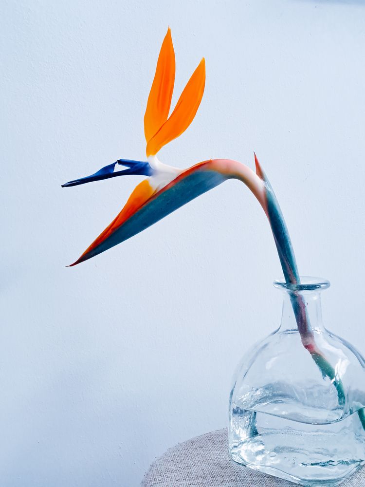 Райская птица.