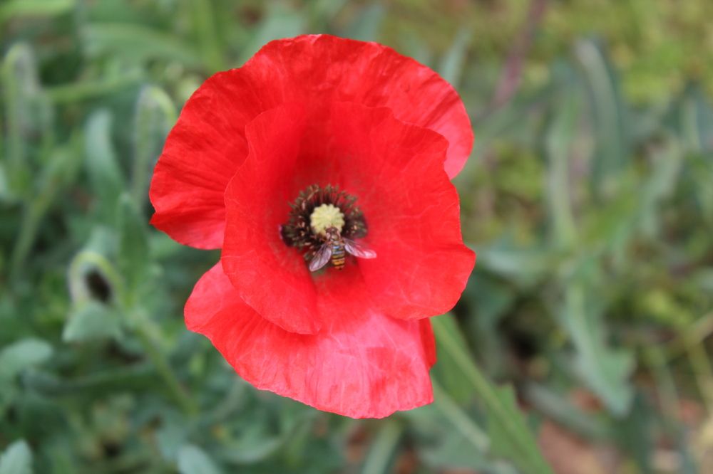 Photograph by Елена Пильцова