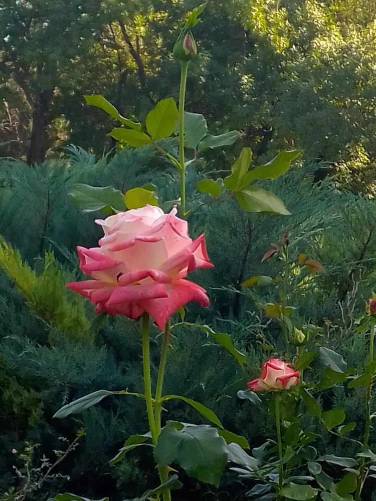 Большой Розарий