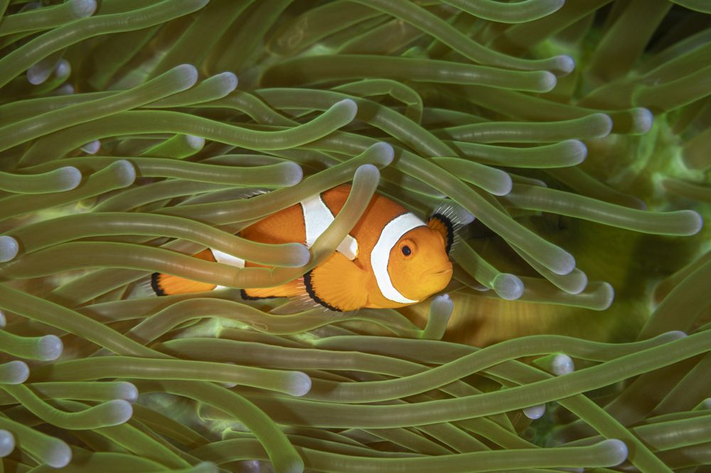 Фотография автора Fabi Fregonesi