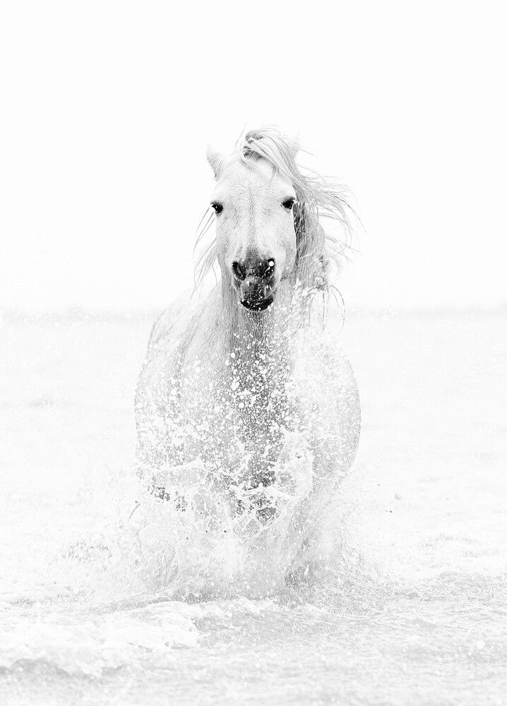 WHITE HORSE