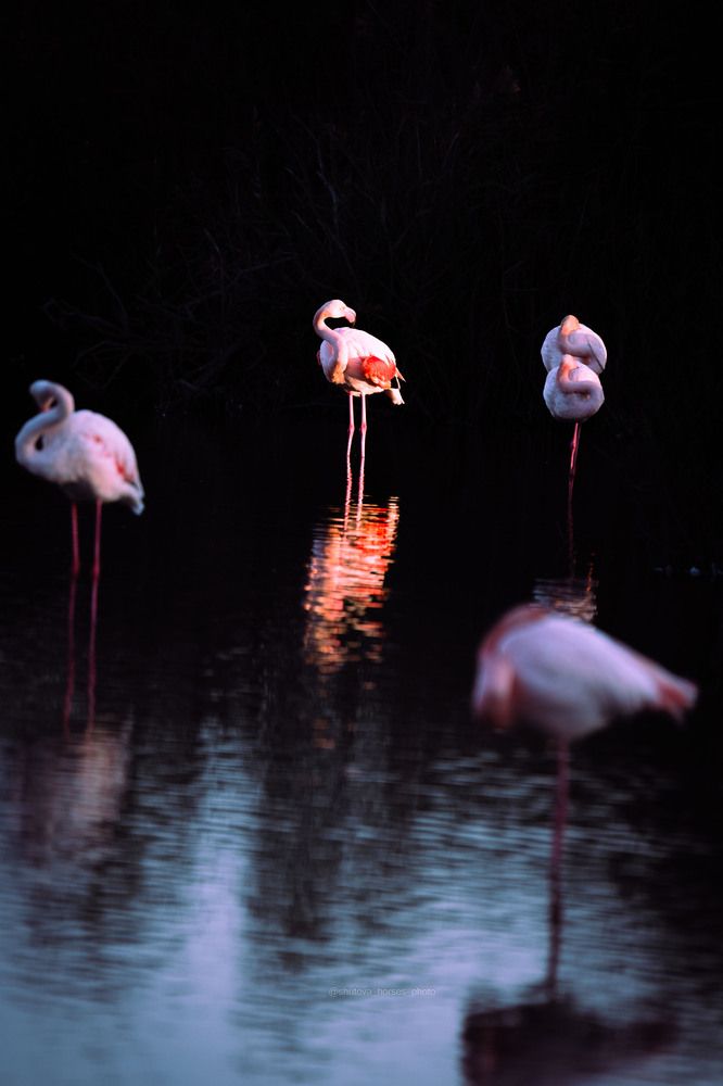 Photograph by Maria Shutova Shutova