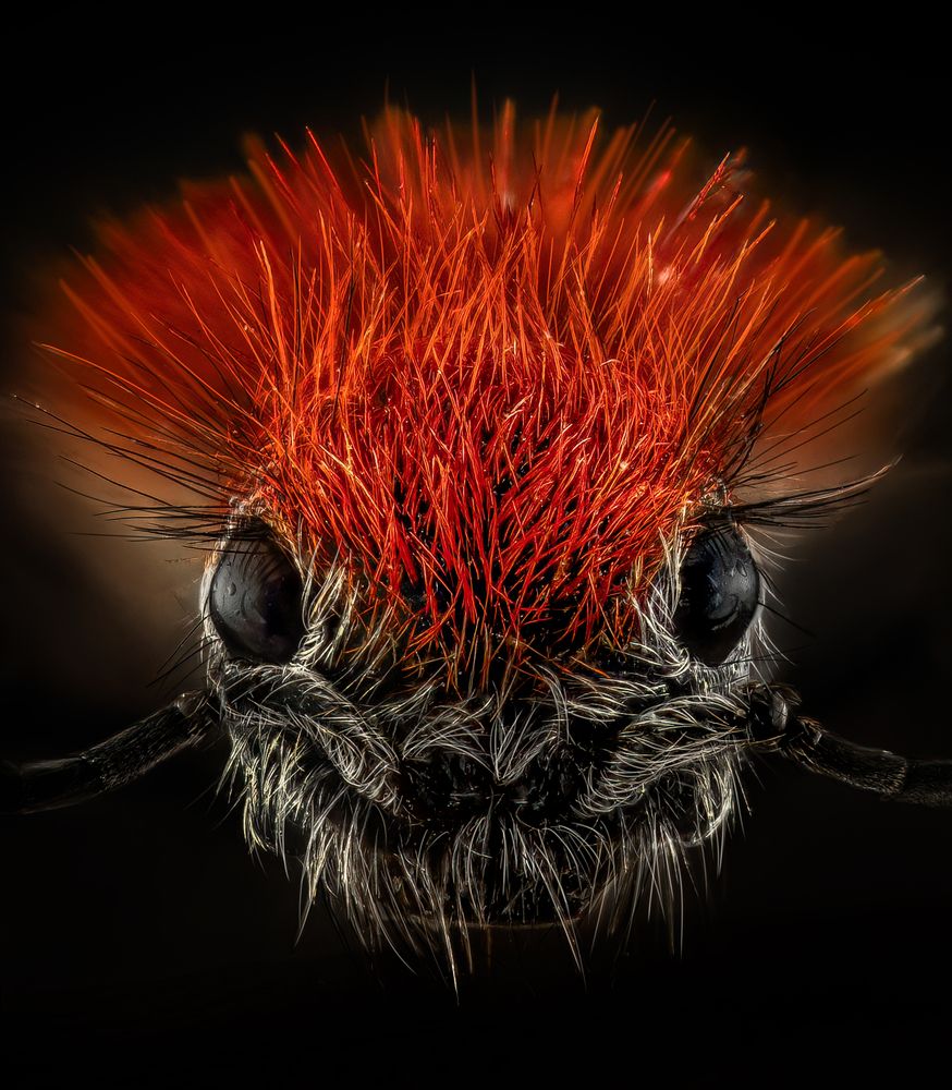 Dasymutilla occidentalis, (Red velvet ant)