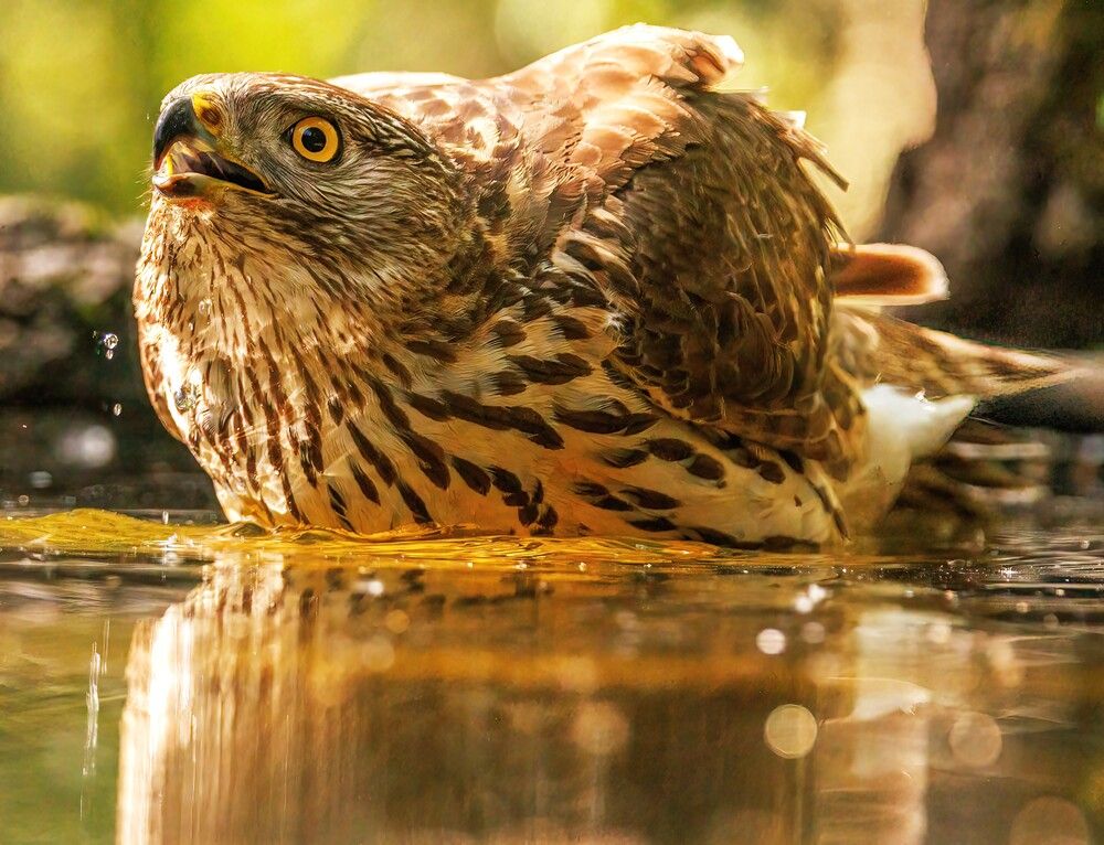 Photograph by Chris Brain