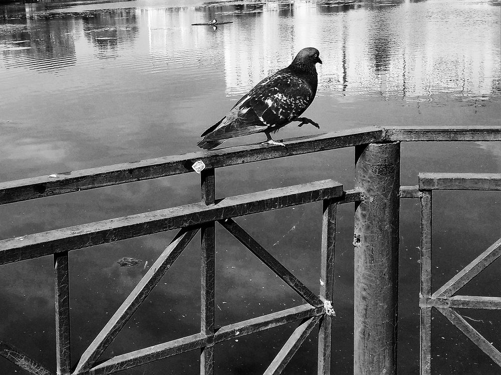 Photograph by Игорь Пшеничников