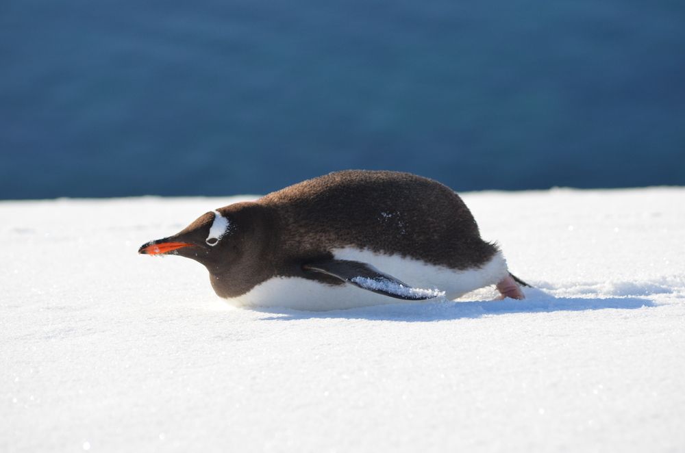 Photograph by Tamara Karelí Mori César
