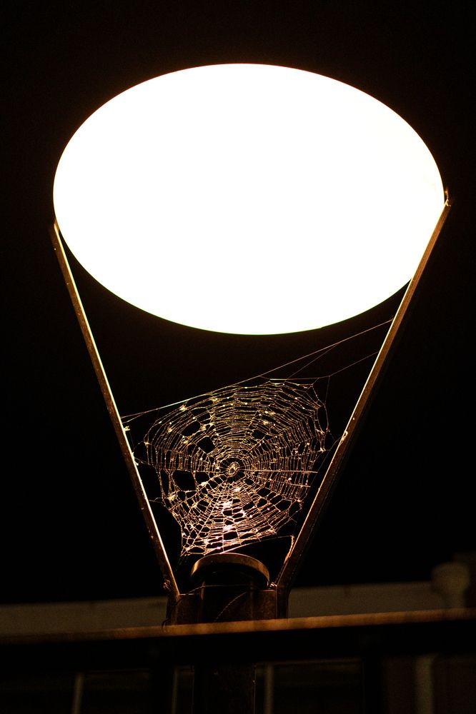 Фотография автора Анна Фисенко