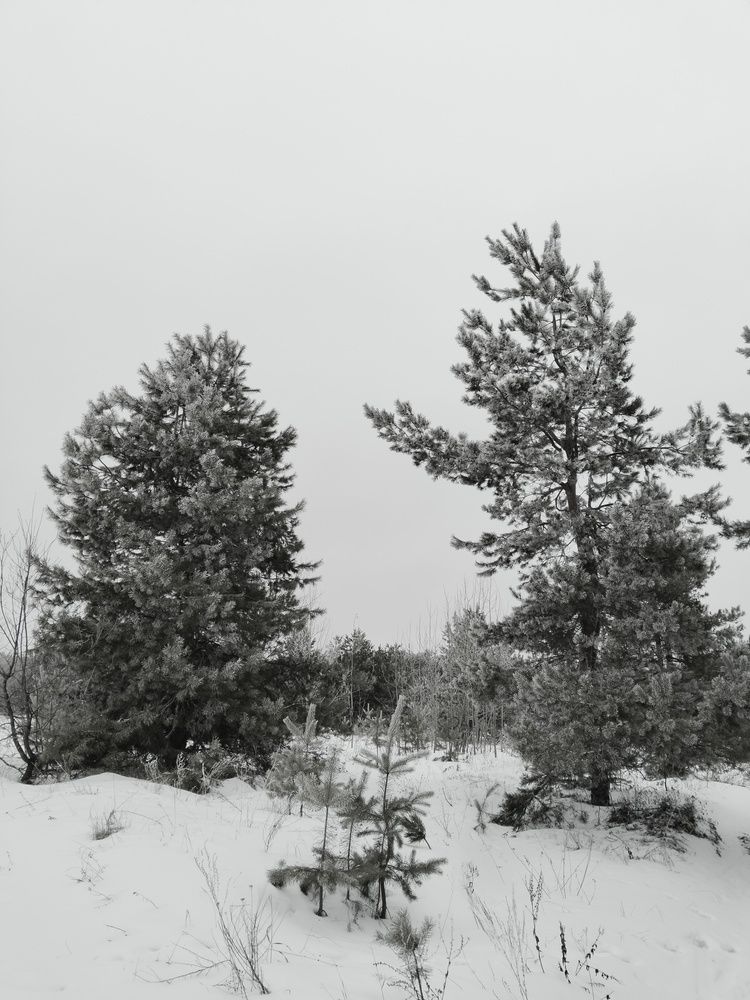 Photograph by Ольга Чернова