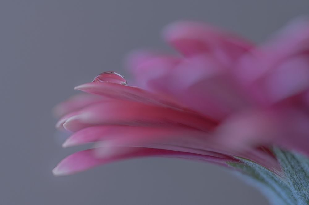 Photograph by van Winden Clarina