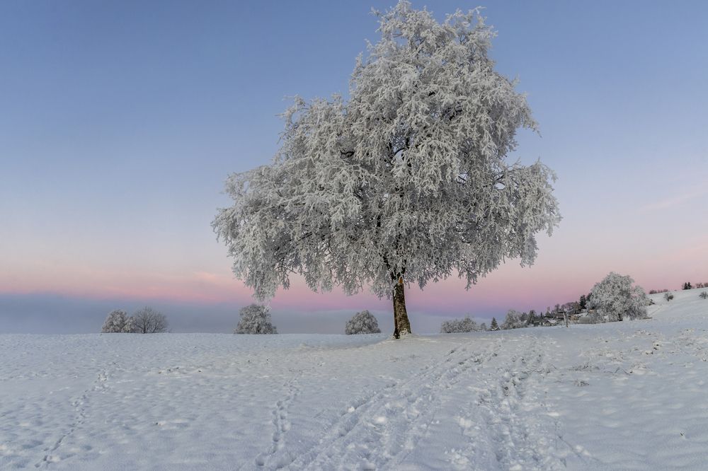 Frosty tree in Switzerland