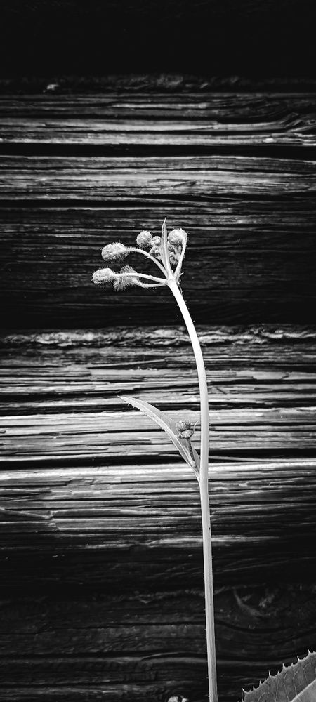 Photograph by Ekaterina