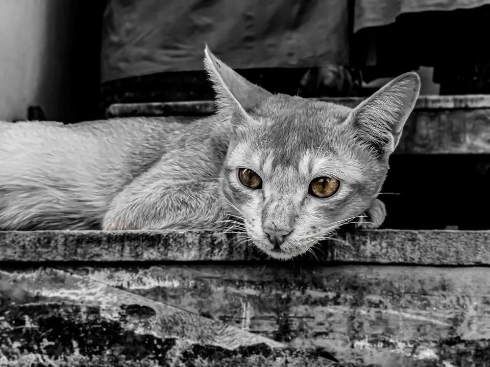 Photograph by Minhaj Mahmood